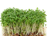 Juicing sprouts