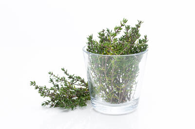 Thyme